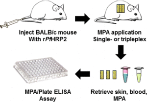 The researchers optimized their device so it could capture two biomarkers for the malaria parasite, Plasmodium falciparum, which kills more than 1 million people every year.