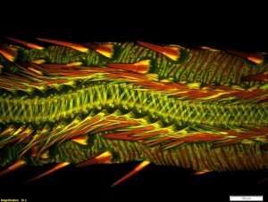 The Olympus BioScapes competition is held to celebrate the intersection of art and science.Credit: Dr. Matthew S. Lehnert of Kent State University at Stark