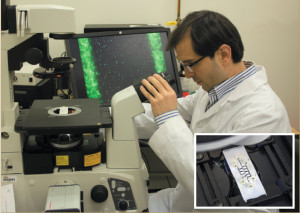 ECS student member Alireza Mahdavifar observes live bacteria moving inside the microfluidic channel.Image: Georgia Tech/The Poultry Site