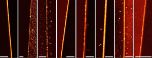 The nanowires were created through a process called meniscus-mask lithography.Image: Tour Group/Rice University