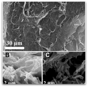 The new anode can transfer electrolytes from bacteria in wastewater to a microbial fuel cell.Image: Science Advances