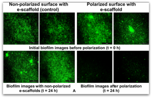 The electric current was able to kill almost all drug resistant bacterium within 24 hours.Image: Nature