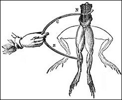 Galvani's experiments on frogs