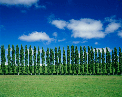 Poplar tree