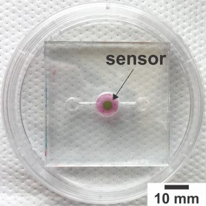 The new organ-on-a-chip biosensor